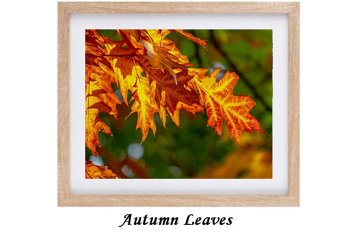 Autumn Leaves